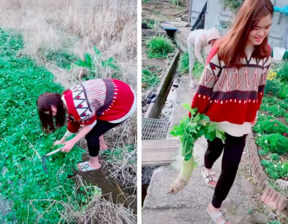 Cô gái Việt hái cải xoăn mọc dại ven đường tại Nhật.