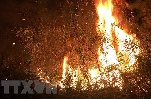 Huy động 1.100 người dập đám cháy rừng trồng Sóc Sơn - Ảnh 1