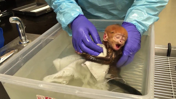 Bé khỉ Mỹ sinh ra đã bị bỏ rơi được nhân viên vườn thú đặt tên tiếng Việt siêu đáng yêu - Ảnh 4