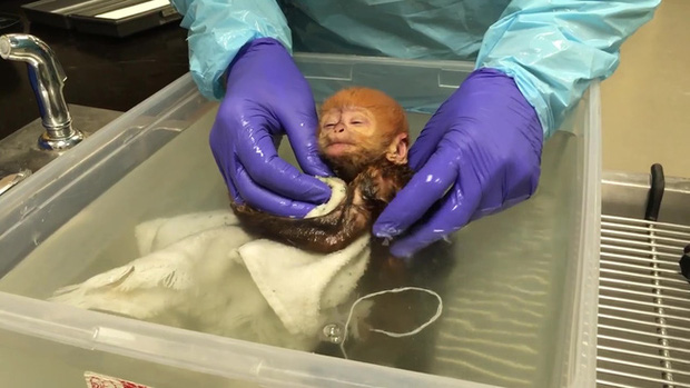 Bé khỉ Mỹ sinh ra đã bị bỏ rơi được nhân viên vườn thú đặt tên tiếng Việt siêu đáng yêu - Ảnh 3