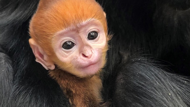 Bé khỉ Mỹ sinh ra đã bị bỏ rơi được nhân viên vườn thú đặt tên tiếng Việt siêu đáng yêu - Ảnh 2