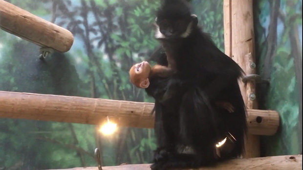 Bé khỉ Mỹ sinh ra đã bị bỏ rơi được nhân viên vườn thú đặt tên tiếng Việt siêu đáng yêu - Ảnh 5