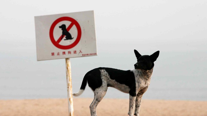 Dân mạng Trung Quốc phẫn nộ với quy định cấm dắt chó đi dạo - Ảnh 1