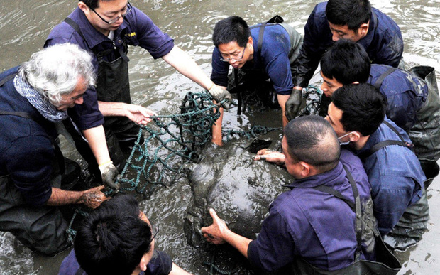 Báo nước ngoài đưa tin về việc phát hiện thêm 'rùa Hoàn Kiếm' ở Việt Nam - Ảnh 1