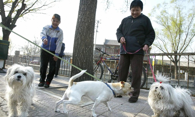 Dân mạng Trung Quốc phẫn nộ với quy định cấm dắt chó đi dạo - Ảnh 2