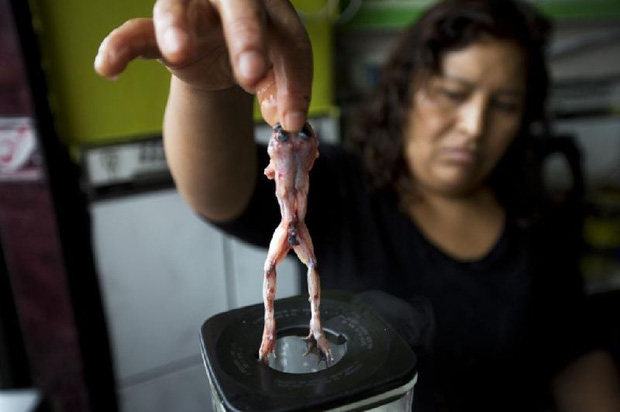 'Rùng mình' với món sinh tố được xay từ ếch sống ở Peru - Ảnh 1