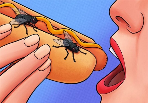 Những điều sẽ xảy ra khi con ruồi đậu trên thức ăn - Ảnh 2