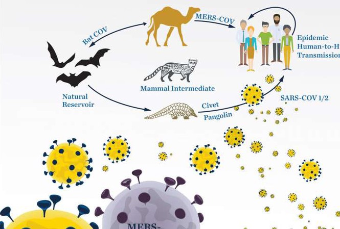Phát hiện các sản phẩm tự nhiên có thể chống lại virus Covid-19 - Ảnh 2