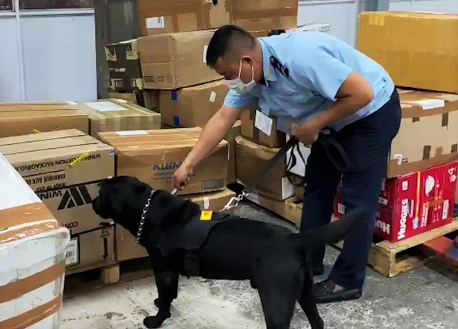 Chó nghiệp vụ phát hiện gần 5 kg cần sa tại sân bay Tân Sơn Nhất - Ảnh 1