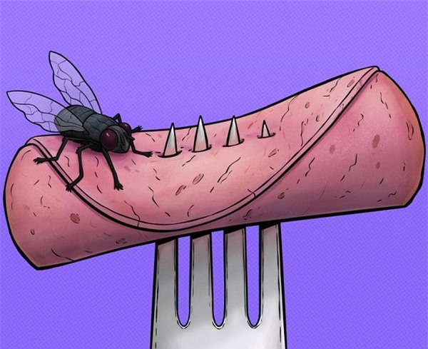 Những điều sẽ xảy ra khi con ruồi đậu trên thức ăn - Ảnh 1
