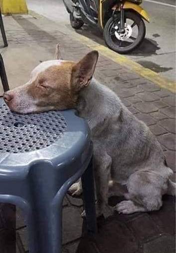 Xót xa hình ảnh chú chó xin ăn ngủ gục trên ghế chờ khách bố thí - Ảnh 4