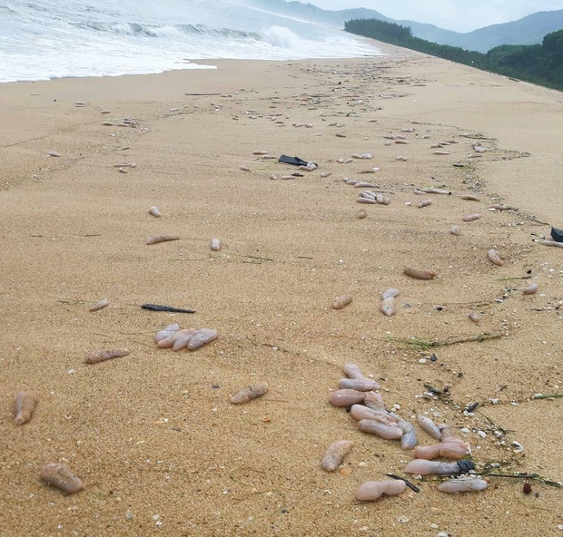 Bờ biển Thừa Thiên Huế xuất hiện sinh vật lạ, nghi là hải sâm - Ảnh 1