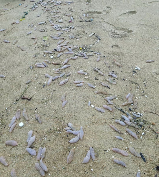 Bờ biển Thừa Thiên Huế xuất hiện sinh vật lạ, nghi là hải sâm - Ảnh 3
