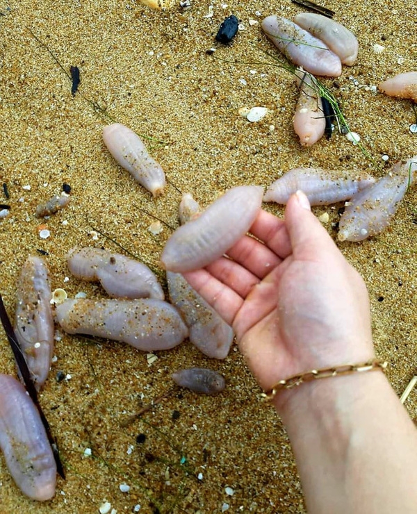 Bờ biển Thừa Thiên Huế xuất hiện sinh vật lạ, nghi là hải sâm - Ảnh 2