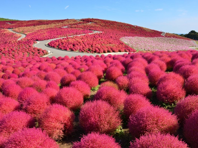 Ngọn đồi Kochia dưới ánh nắng hè.