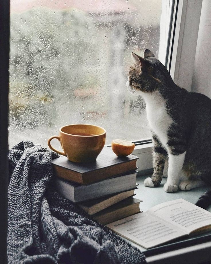 Hình ảnh mèo ngồi vô định ngắm màn mưa (Nguồn: Pinterest).