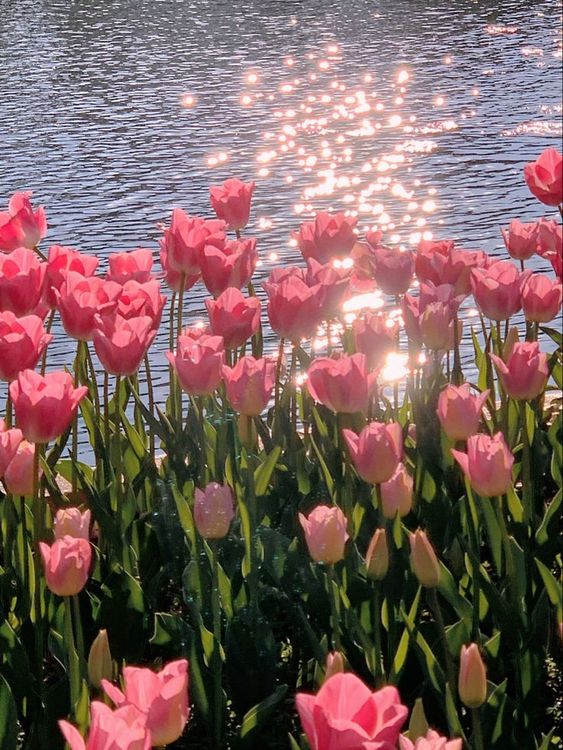Hoa Tuylip - Nguồn Pinterest