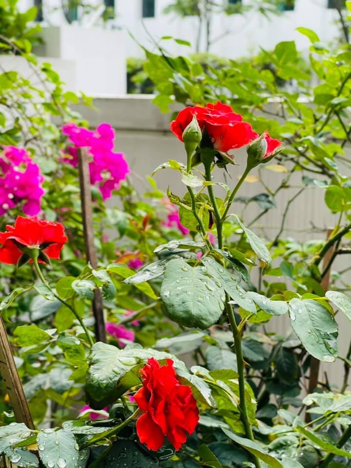Vợ Shark Bình trồng rất nhiều loại hoa hồng trong vườn.