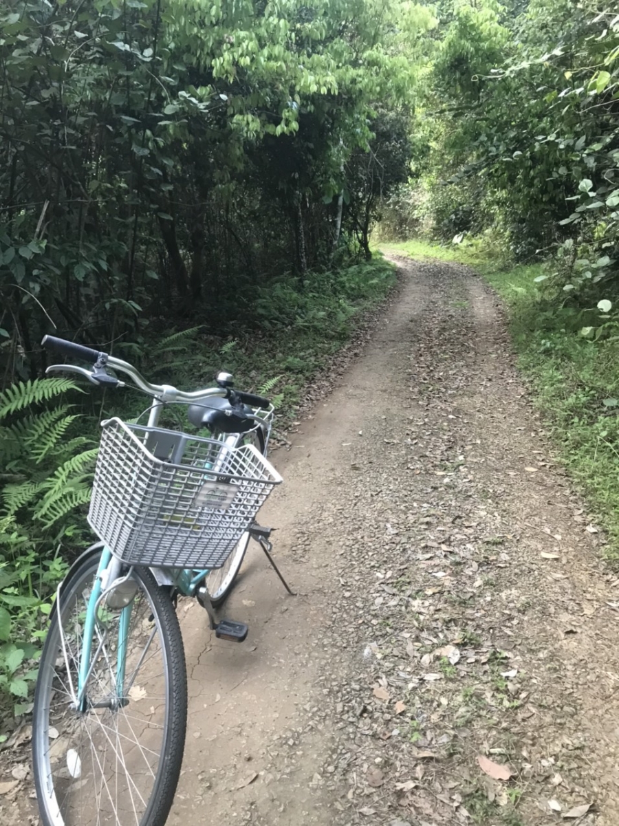 Để đến được khu nhà cổ, bạn có thể mượn xe đạp để đạp xuyên con đường mòn trong rừng.