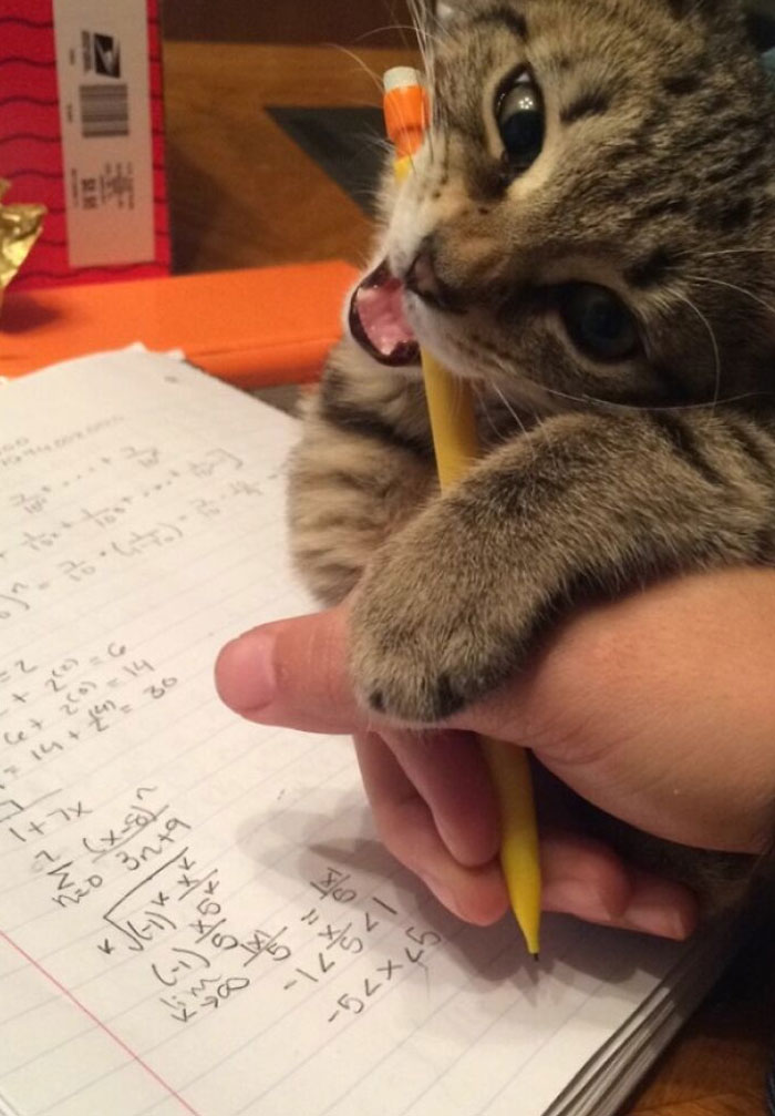 Có một cây bút chì hình mèo mới cho bài kiểm tra
