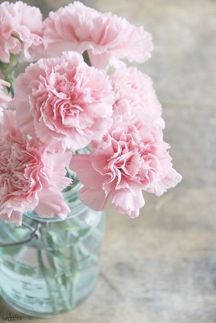 Sử dụng Hoa Cẩm Chướng tặng sinh nhật vô cùng ý nghĩa - Nguồn Pinterest