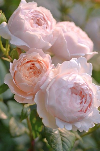 Hoa Mẫu Đơn, loài hoa đẹp của thế giới - Nguồn Pinterest