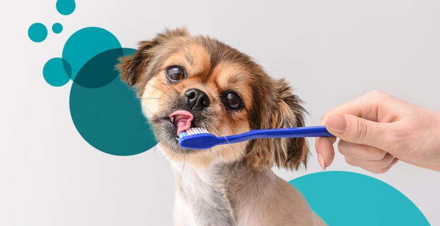Phương pháp đánh răng hiệu quả cho cún cưng - Ảnh 1