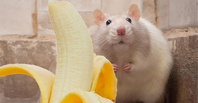 Một phát hiện thú vị về chuột đực với quả chuối