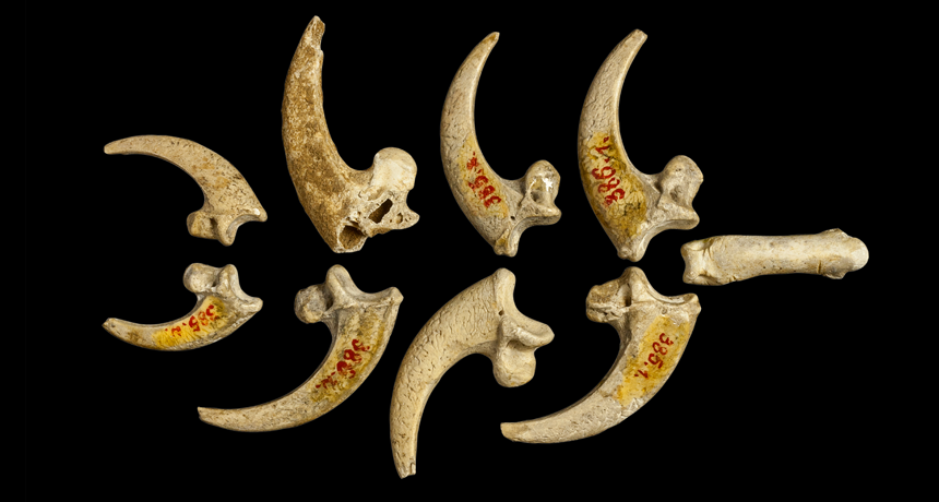 Người Neandertals đã xâu tám móng vuốt đại bàng đuôi trắng này vào một chiếc vòng cổ hoặc vòng tay cách đây 130.000 năm.