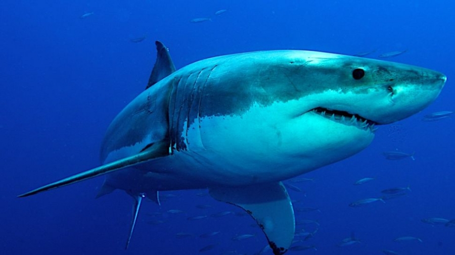 Những loài cá mập lớn hơn, chẳng hạn như cá mập trắng lớn thường ngủ khi di chuyển