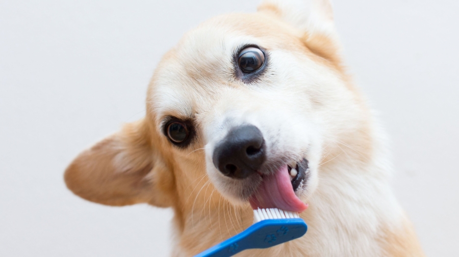 Phương pháp đánh răng hiệu quả cho cún cưng - Ảnh 1