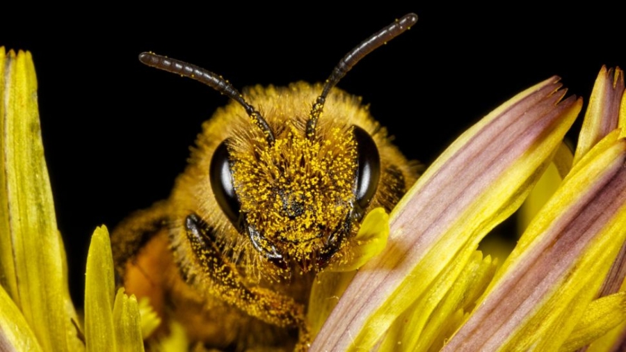 Cận cảnh một con ong mật (Apis mellifera) được bao phủ bởi phấn hoa