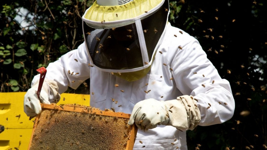 Để bảo vệ mình khỏi bị ong đốt, những người nuôi ong mặc quần áo và sử dụng mạng che mặt đặc biệt