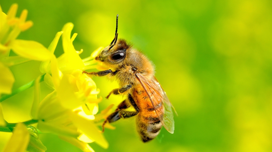 Ong mật đang thụ phấn hoa