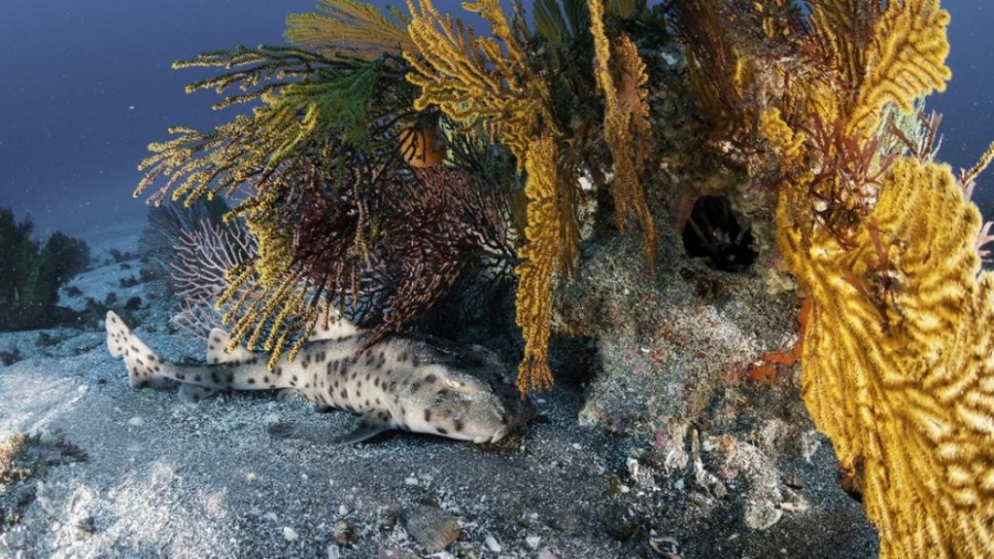 Một con cá mập thảm nằm ngủ dưới đáy biển với đôi mắt mở to