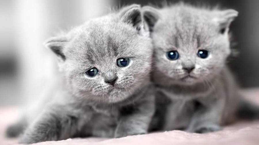 Mèo Anh lông ngắn có giá dao động từ 4 triệu đồng đến 30 ngàn đô.