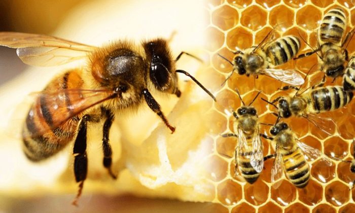 Loài ong vẫn sẵn sàng hi sinh bản thân vì lợi ích của bầy đàn