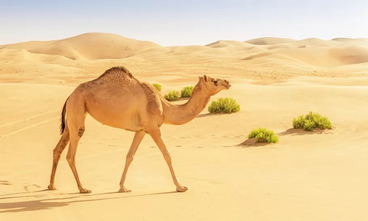 Lạc đà một bướu bước đi trên sa mạc. Chúng sinh sống ở khu vực giữa các Tiểu vương quốc Ả Rập Thống nhất và Ả Rập Xê Út.