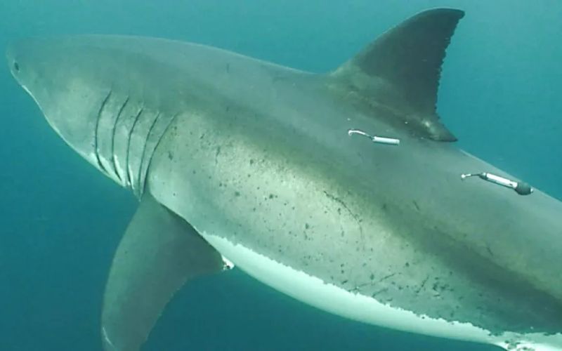 Một con cá mập trắng được gắn thẻ âm thanh (phía trước) và thẻ vệ tinh (phía sau)