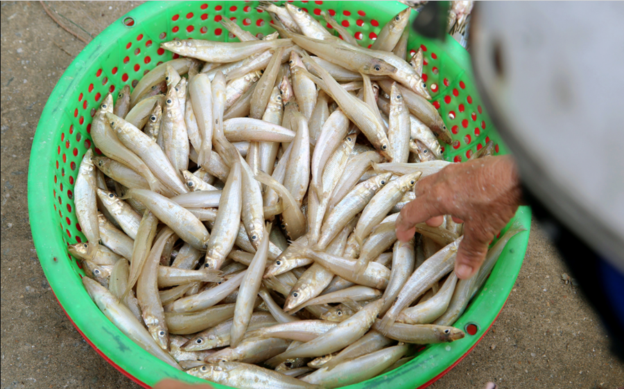Cá đục thường xuất hiện ở các vùng biển như Hà Tĩnh, Bình Thuận của nước ta.