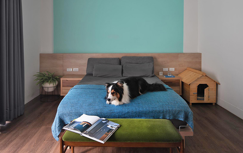 Bức tường đầu giường được sơn màu xanh ngọc lam nhẹ nhàng. Chủ nhân cũng không quên bổ sung 'ngôi nhà nhỏ bằng gỗ' cho chú cưng của mình.