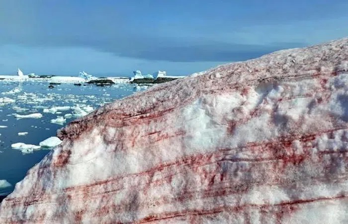 Nam Cực xuất hiện 'tuyết máu' - Ảnh 2