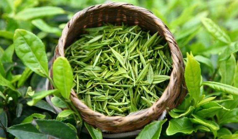 Nước trà xanh có tác dụng chống rụng tóc và trị gàu hiệu quả.