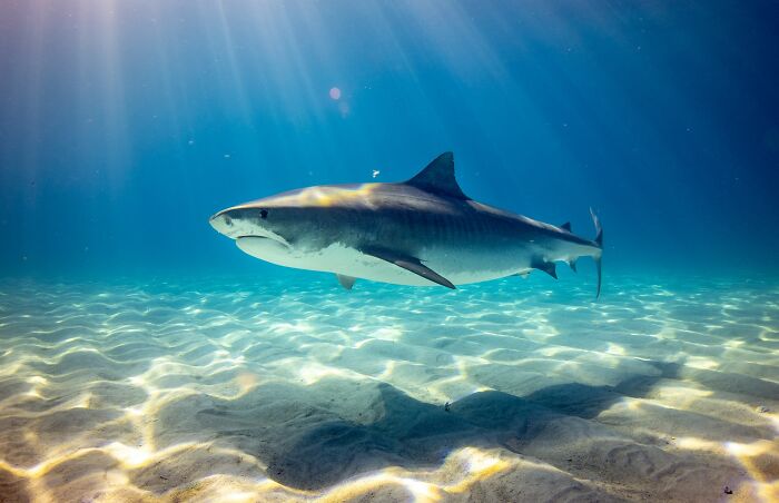 Cá mập xuất hiện lâu đời hơn cả loài khủng long, cây cối và “Vành đai Sao Thổ”.