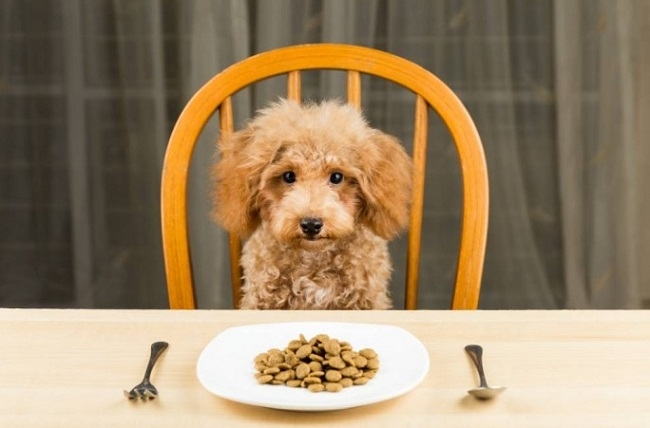 Với giống chó Poodle, bạn cần chú ý đến độ tuổi của loài chó này để chọn thức ăn cho phù hợp.