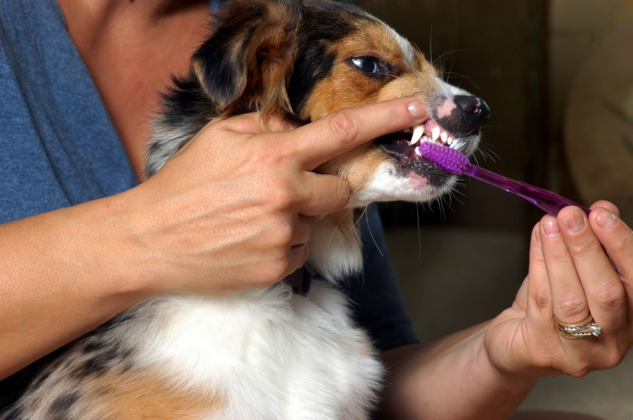 Phương pháp đánh răng hiệu quả cho cún cưng - Ảnh 2