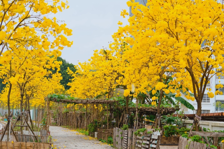 Con đường hoa phong linh vàng rực.