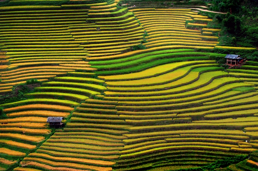 Những thửa ruộng bậc thang ở vùng núi phía Bắc Việt Nam.