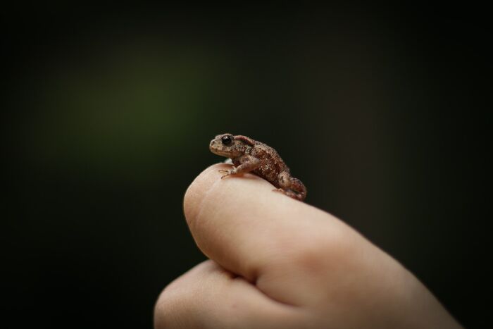 Phát hiện giống ếch mới có kích cỡ “tí hon”. Chỉ có ba loài ếch trong chi này và tên khoa học của chúng đều đặc biệt: Mini mum, Mini ature và Mini scule.