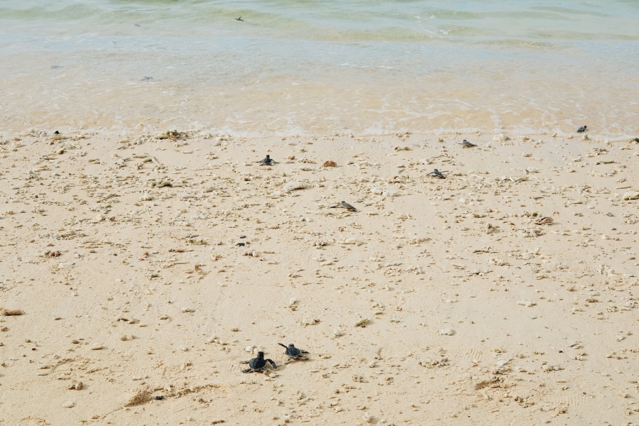Khi đến Côn Đảo, du khách có thể tham gia trải nghiệm thả rùa về biển. Ảnh: Nguyễn Khánh Hoàng Anh